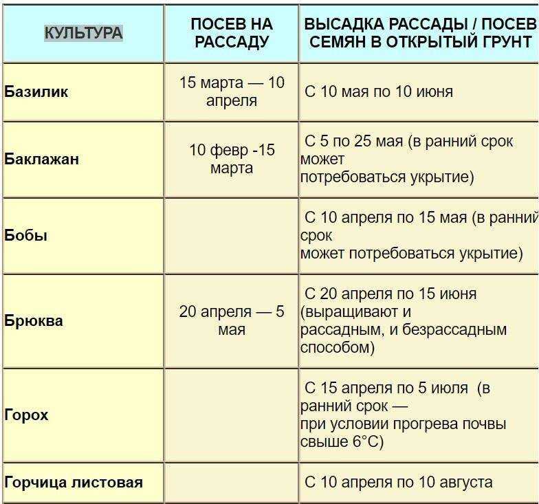 Если цветная капуста зацвела, можно ли ее есть и что с ней делать, почему цветная капуста уходит в цвет
