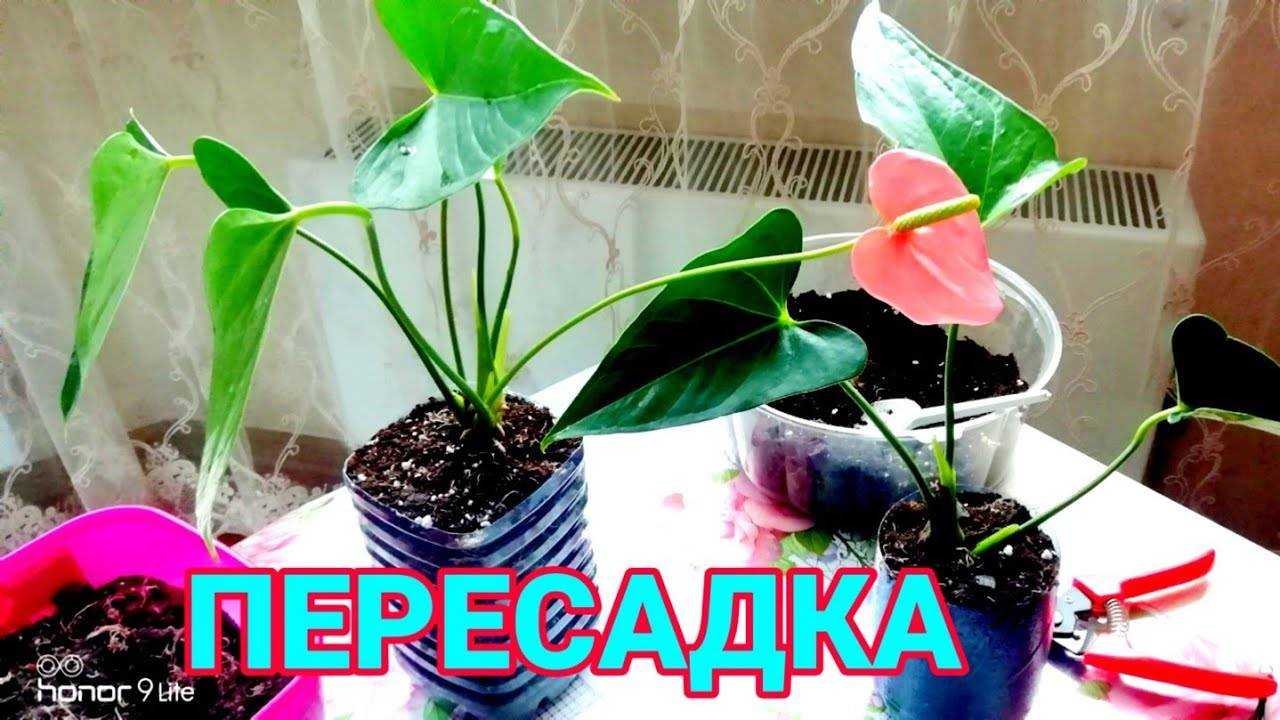 Лучший грунт для антуриума — экзотического цветка, называемого «мужским счастьем»