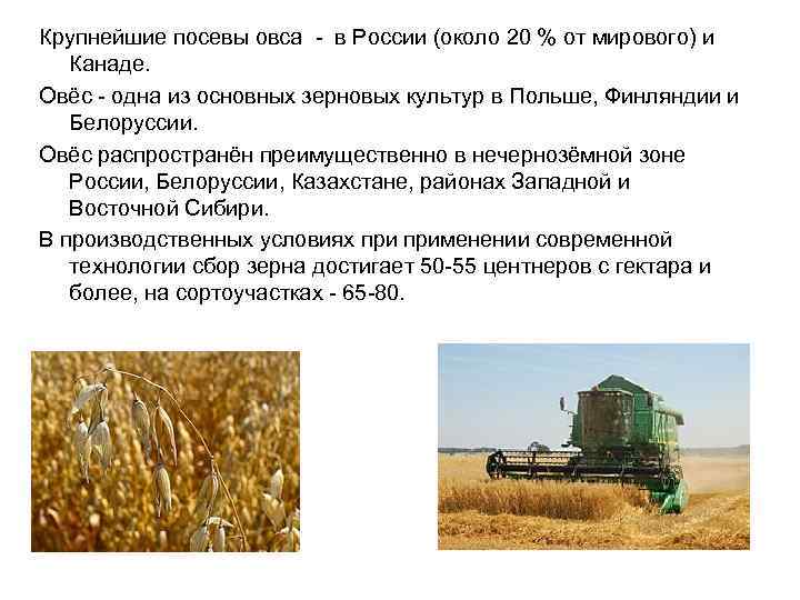 Овес под зиму как сидерат: когда и зачем сеять, лучше рожь или овес, правила посева, польза удобрения
