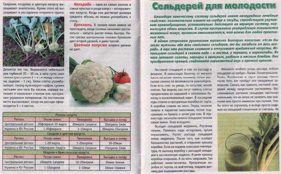 Кольраби: выращивание на огороде, сорта