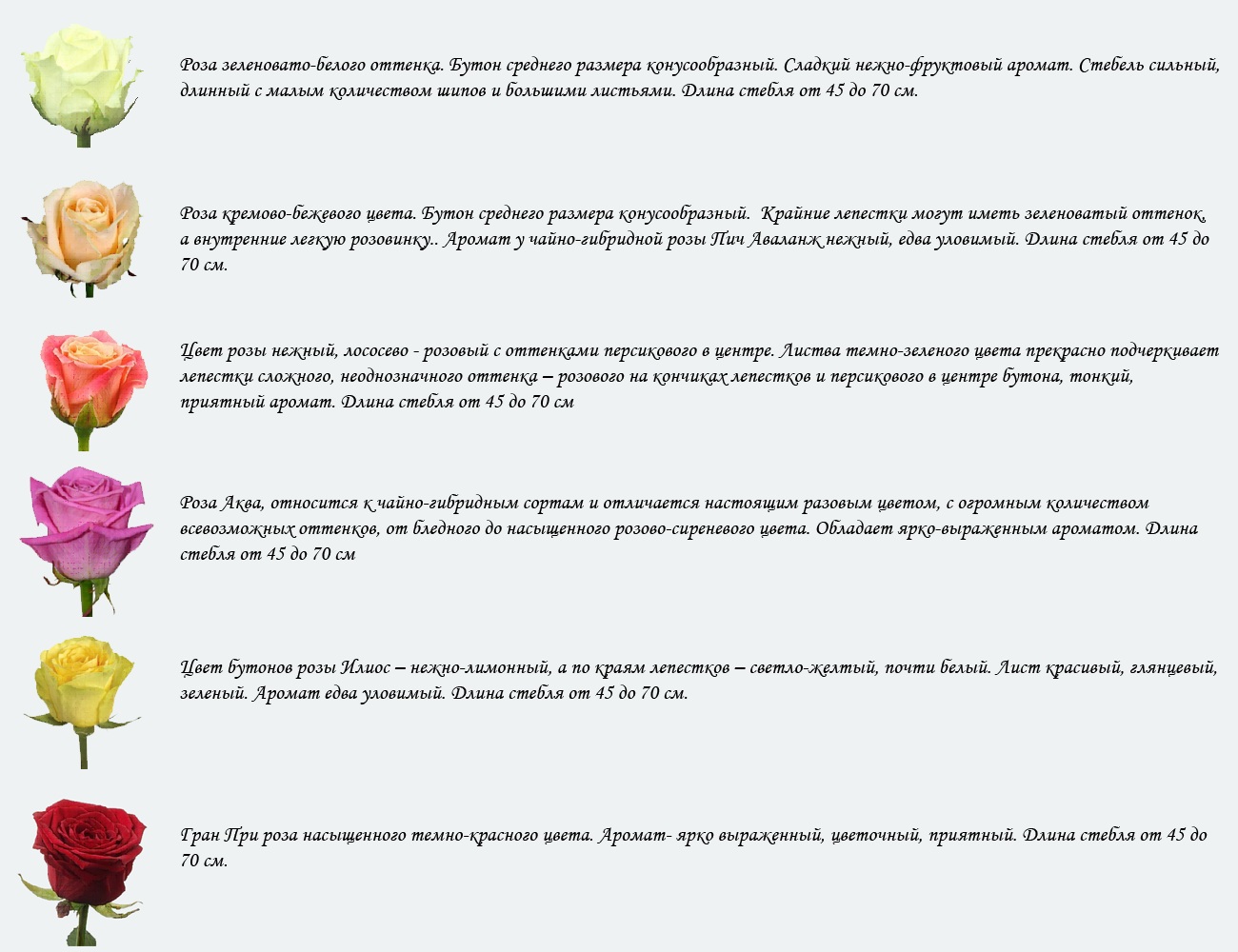 О розе пич аваланж (peach avalanche): описание и характеристики сорта