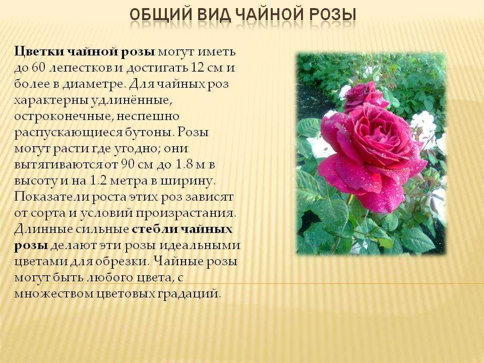 О прекрасном цветке - розе Эксплорер Найдете описание растения и приведены фото Узнаете рекомендации по уходу и размножению, подскажем, как бороться с болезнями и вредителями