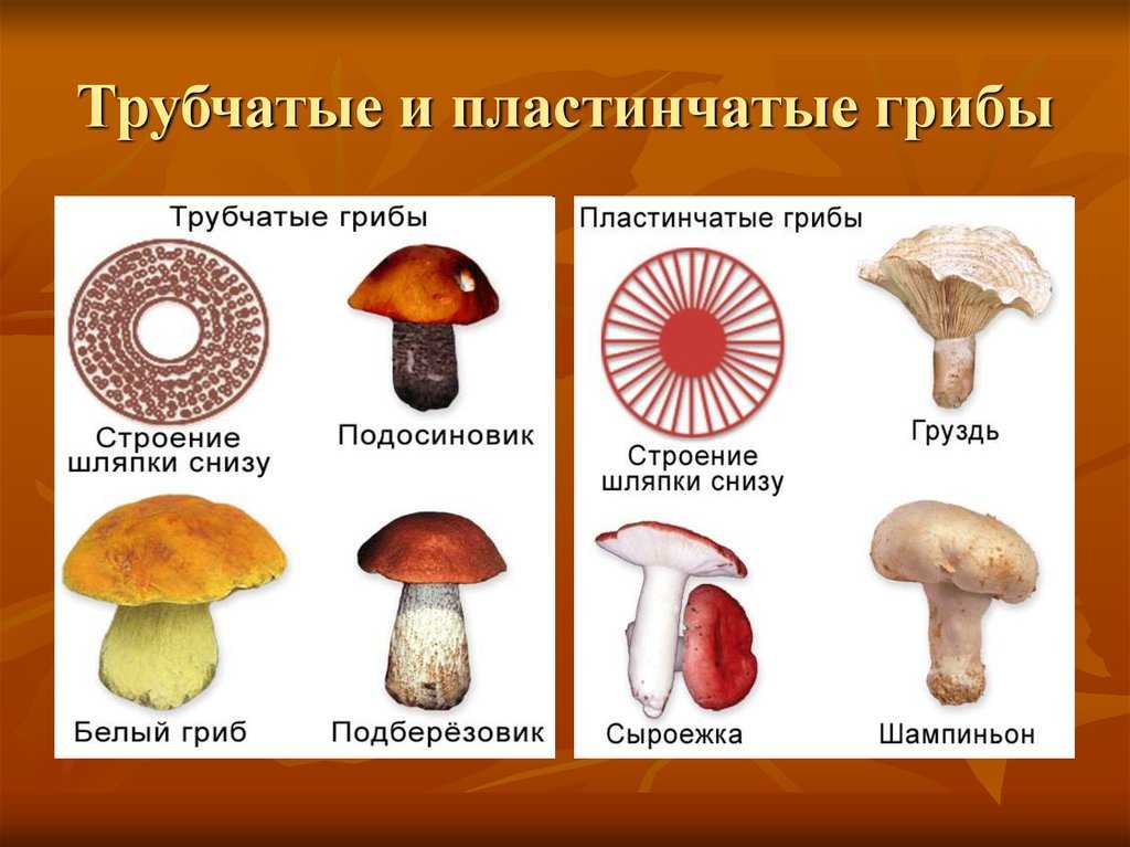 Гименофор трубчатого гриба: описание, фото