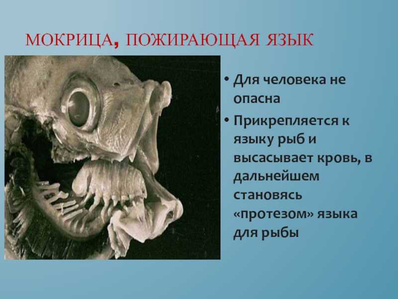 Мокрицы в доме: опасны ли они для человека? как избавиться от них?