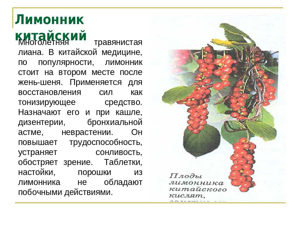 Китайские лимонники: сорта, как выглядит и цветет, выращивание и уход