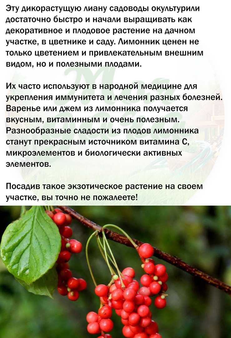 Посадка лимонника китайского, выращивание и уход за растением: как правильно вырастить из семян в домашних условиях, фото и видео