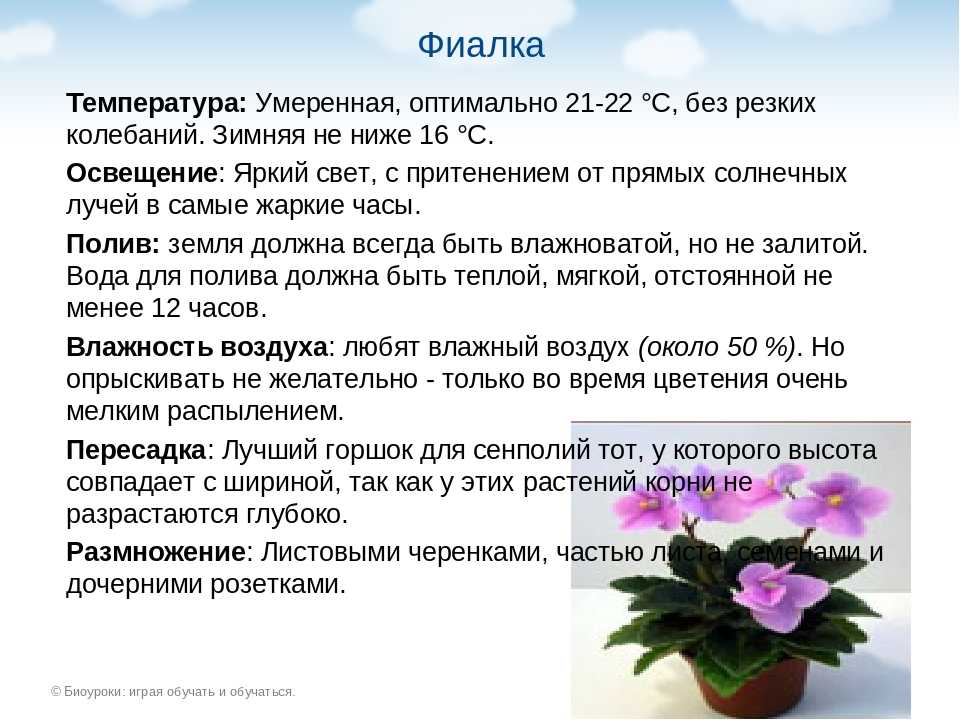 Глоксиния: посадка и выращивание из клубня и семян в домашних условиях