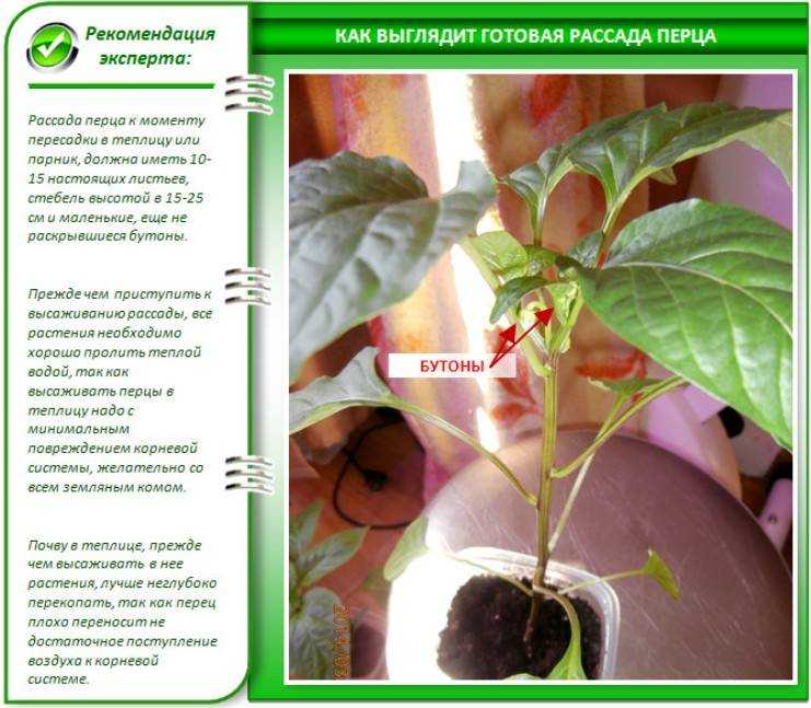 Где хранить перец болгарский, чтобы покраснел: критерии для дозревания, как сохранить свежим в домашних условиях и если дома нет места?