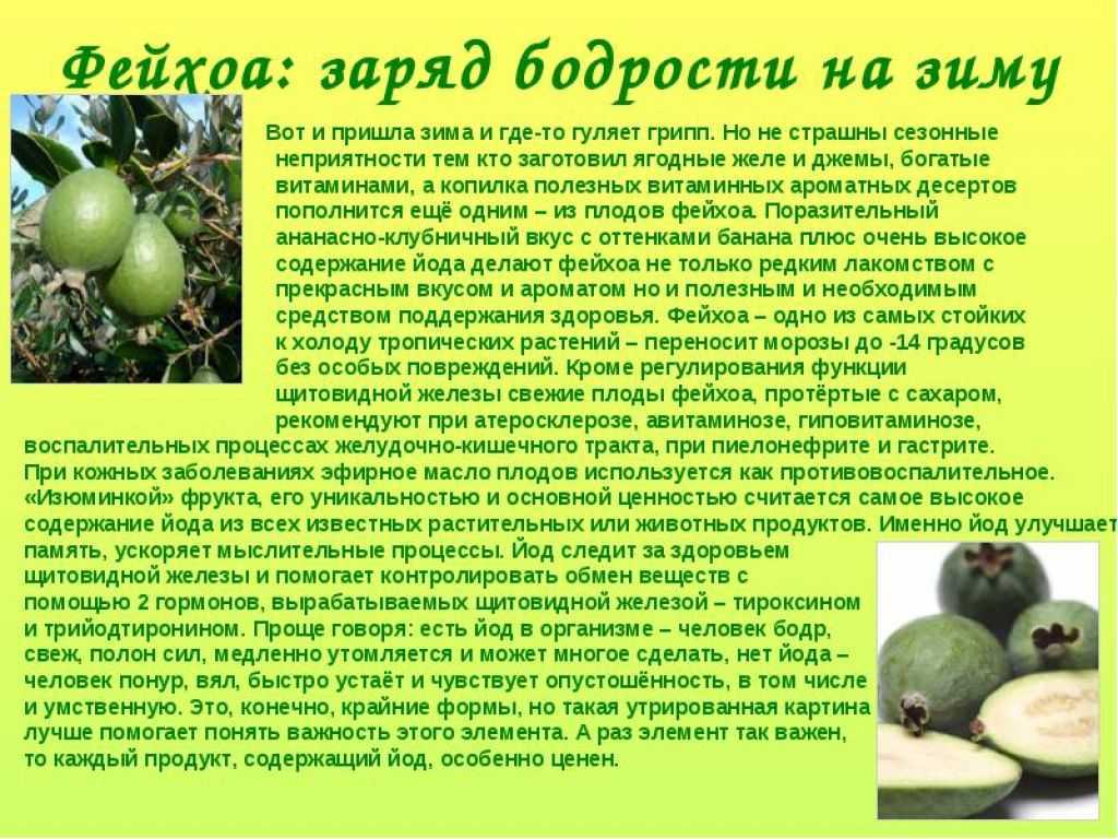 Образцовая усадьба  » архив сайта   » фейхоа, выращивание в домашних условиях