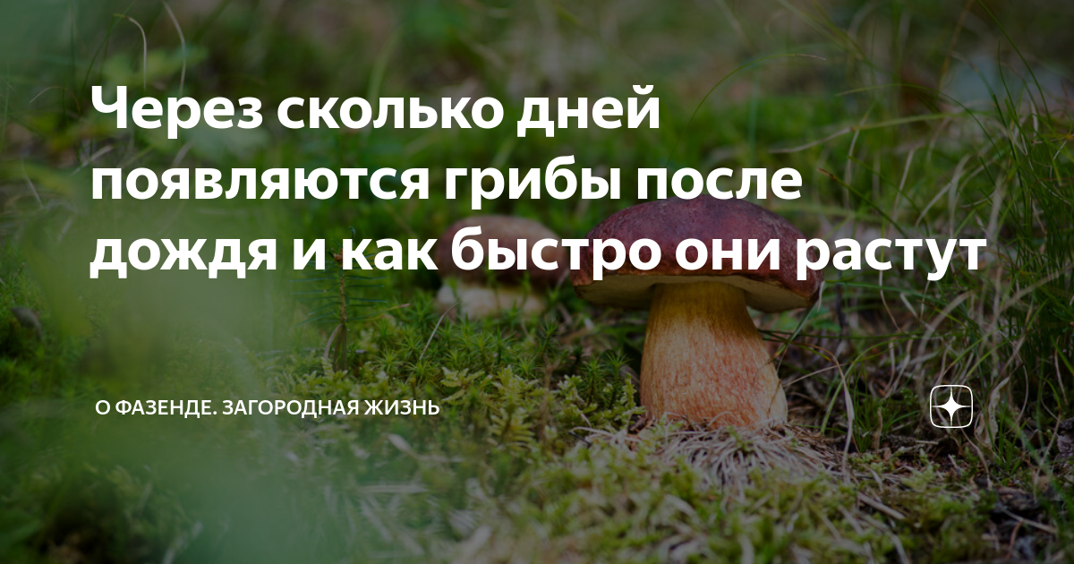 Через сколько дней появляются грибы после дождя. Сколько дней растут грибы. Грибы после дождя через сколько дней растут. Грибы после дождя. Растут грибы после дождя.