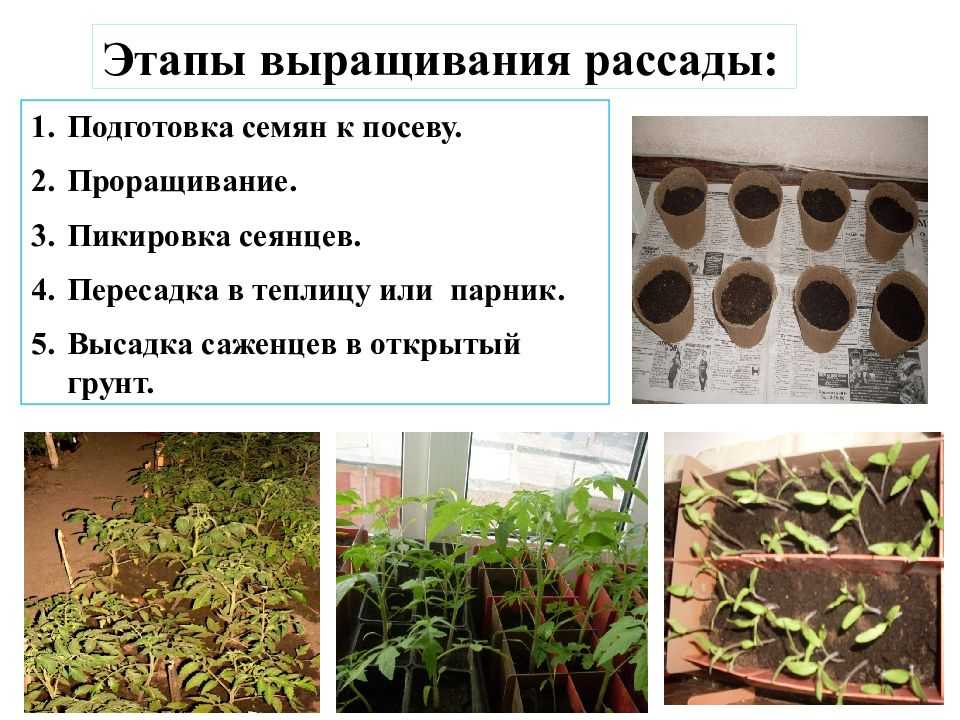 Пастернак выращивание из семян посадка и уход в открытом грунте сроки посадки