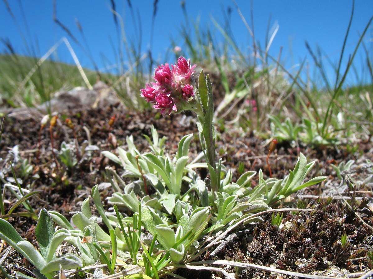 Кошачья лапка двудомная Antennaria dioica