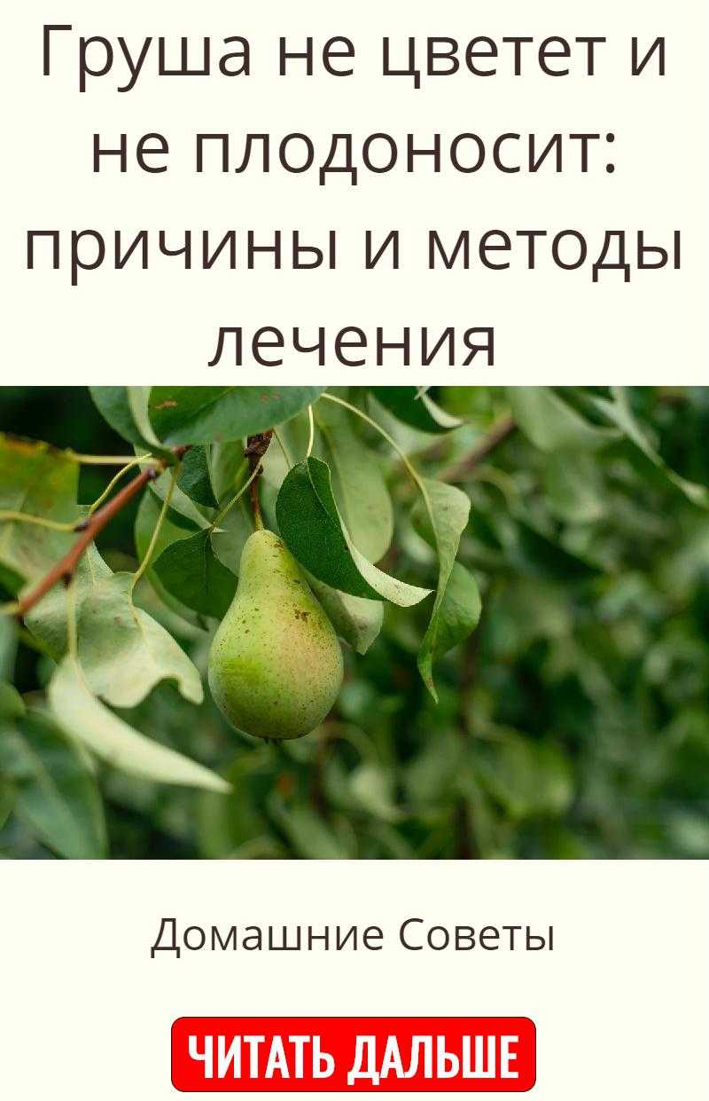 Почему не плодоносит груша: причины, что делать