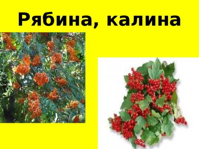Картинки калины и рябины – калина картинки, фотографии и изображения