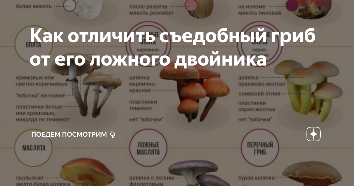 Как отличить ложные маслята: описание и фото съедобных и несъедобных видов