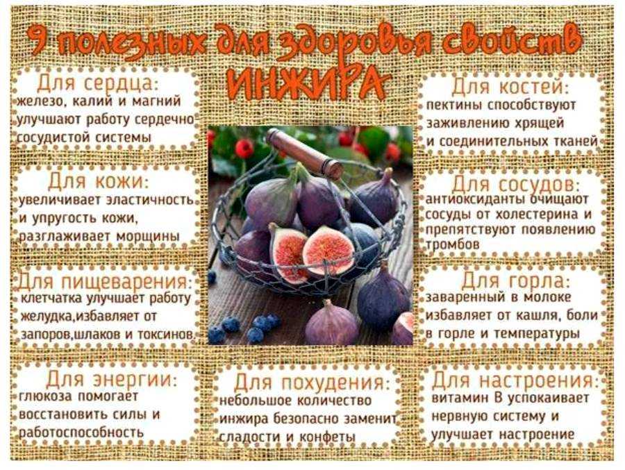 Инжир: полезные свойства и вред | food and health