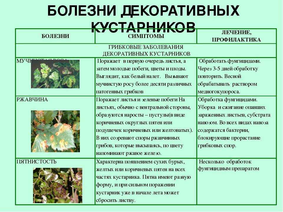 Почему у каланхоэ желтеют листья и как спасти растение? особенности ухода