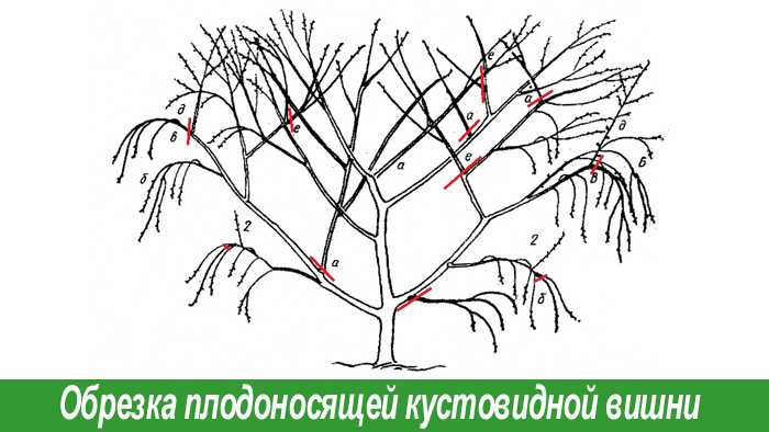 Папоротник в саду – жизненный цикл, посадка и уход
