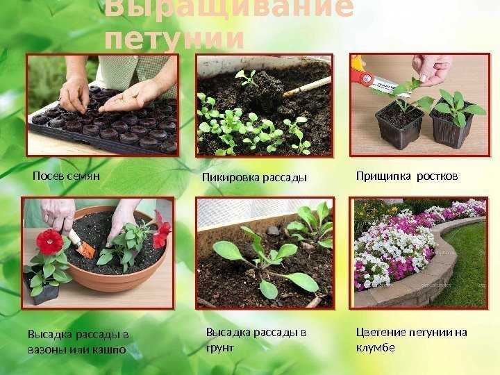 Можжевельник: посадка и уход в открытом грунте и домашних условиях - комнатные и садовые растения, уход за ними sad-doma.net