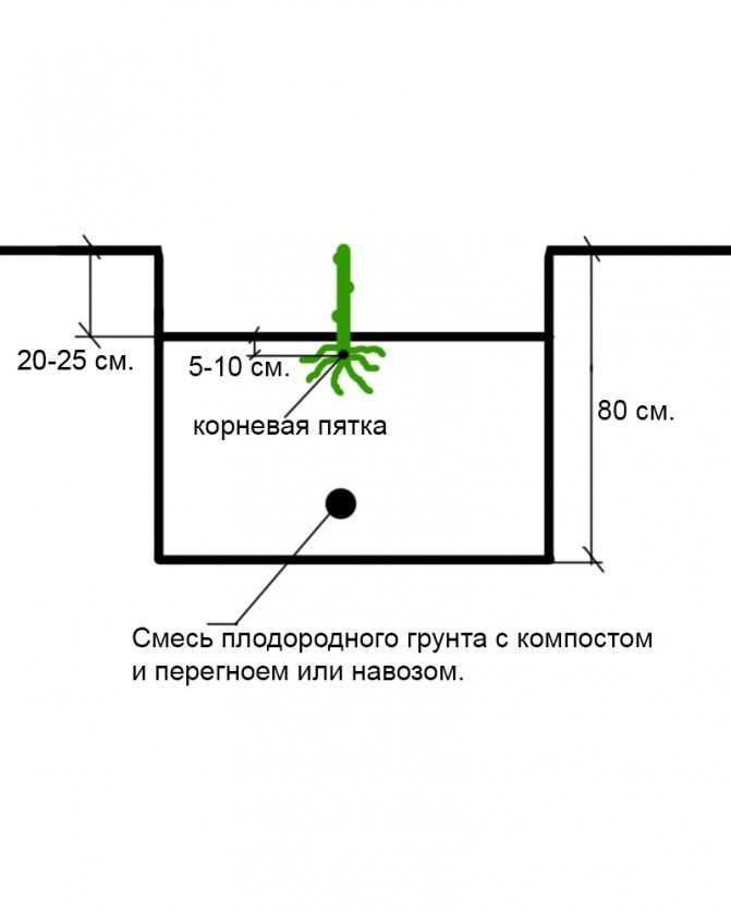 На каком расстоянии сажать виноград друг от друга: советы и рекомендации профессионалов по посадке винограда на приусадебном участке (125 фото и видео)
