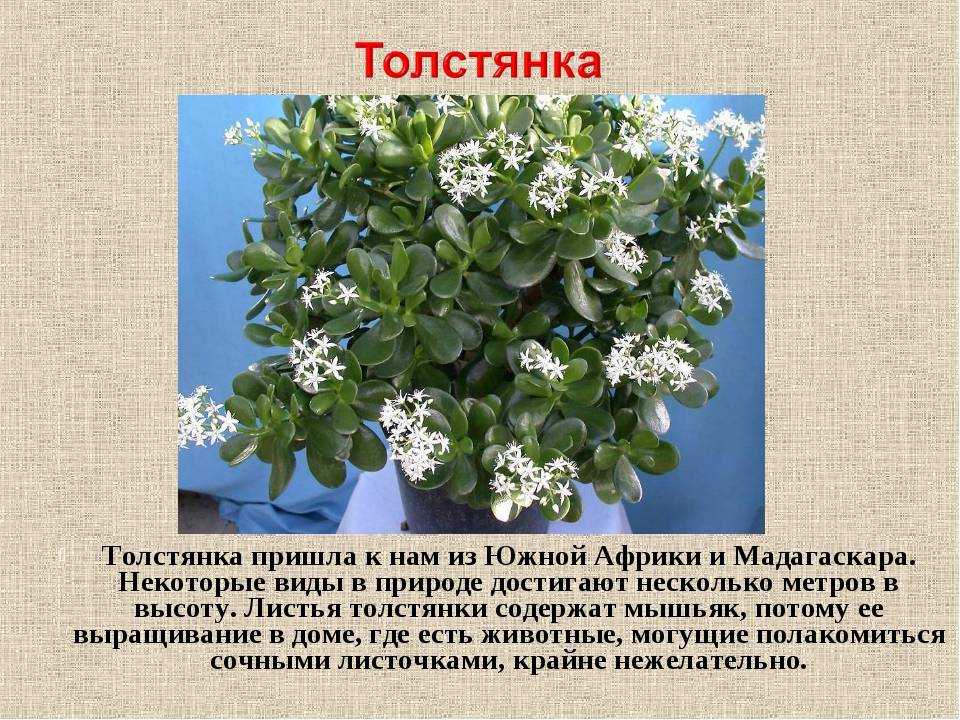 5 способов стимулировать цветение денежного дерева