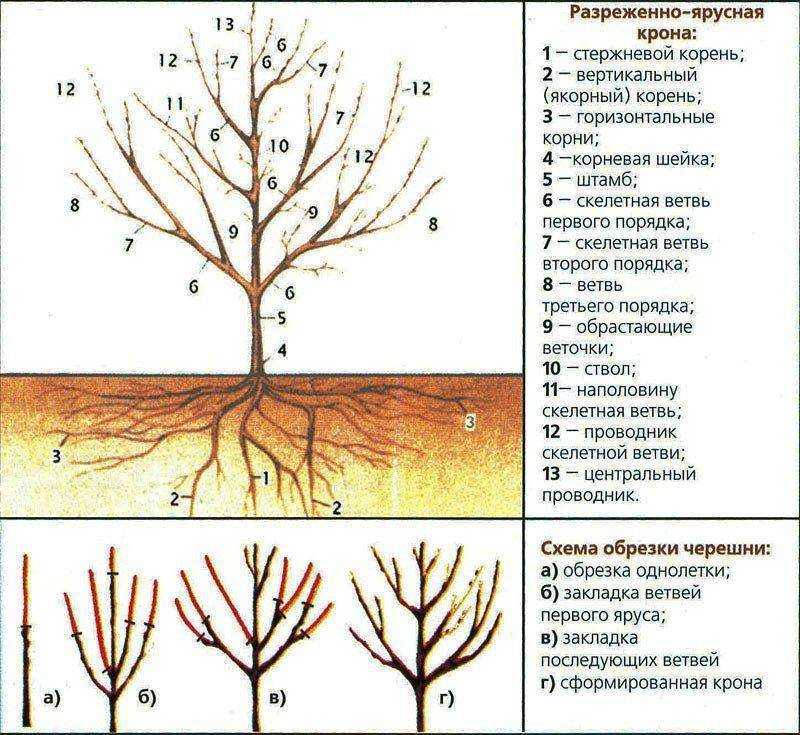 Обрезка японской айвы и формирование её кроны: когда и как правильно обрезать и формировать куст, схема для начинающих