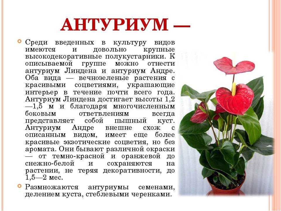 Из статьи вы узнаете, что делать, если антуриум плохо растет, и как быстро это должно происходить в норме Почему цветок мужское счастье больше не радует хозяев новыми листьями и побегами и можно ли предпринять какие-то меры в домашних условиях