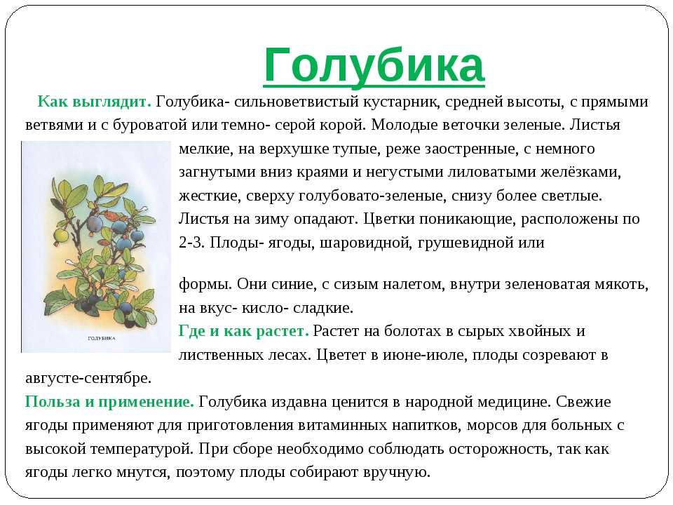 Садовая брусника