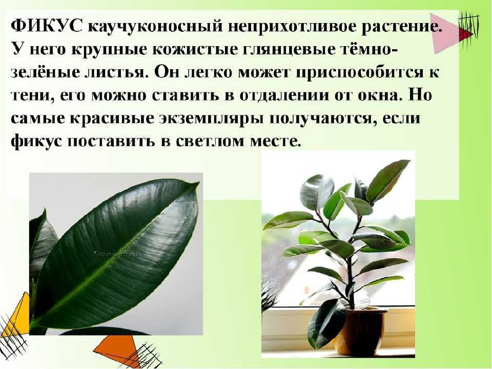 Замиокулькас - размножение листом, черенками, клубнем, веткой