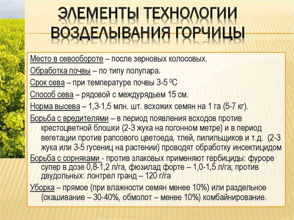 Когда какие сидераты сеять и закапывать: лучшие сидераты: горчица, фацелия, рожь; посев сидератов