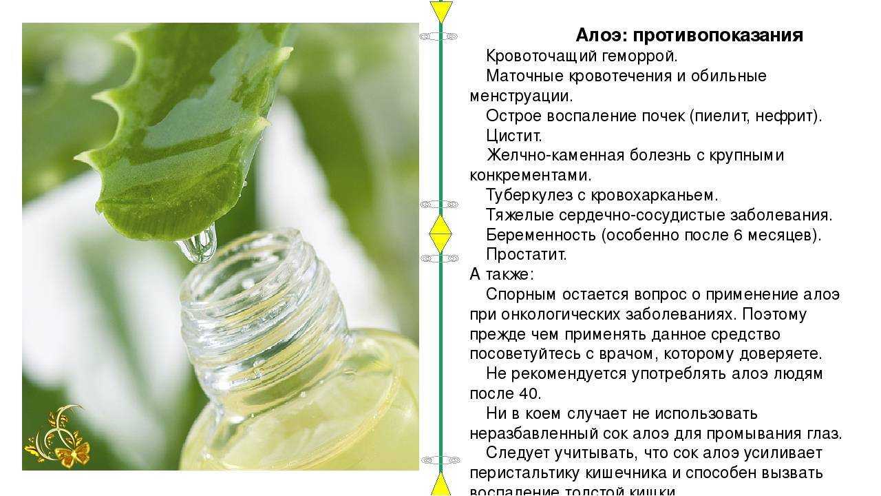 Алоэ для лечения пневмонии легких, воспаления, рака и туберкулеза: как приготовить, применение и противопоказания