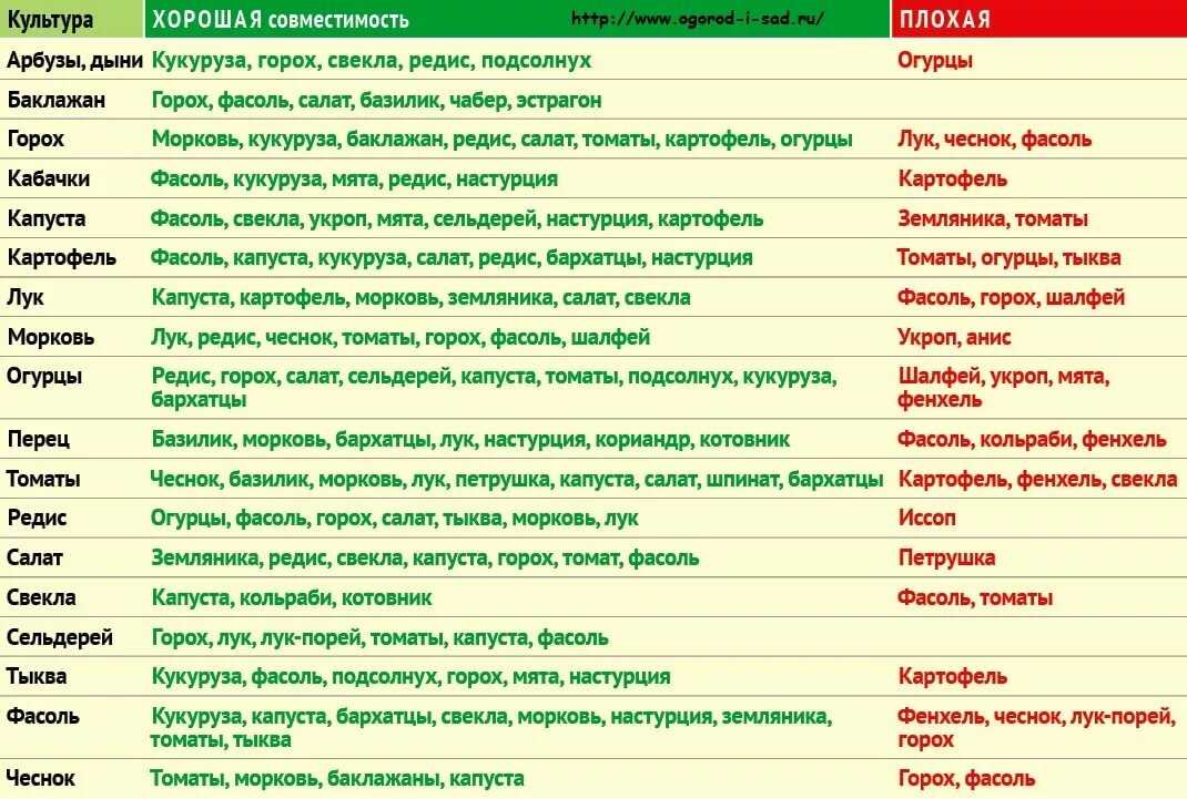Соседство овощей на грядках в огороде: совместимость овощных культур при посадке