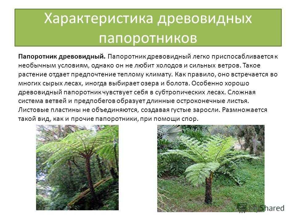 Сообщение про необычный папоротник