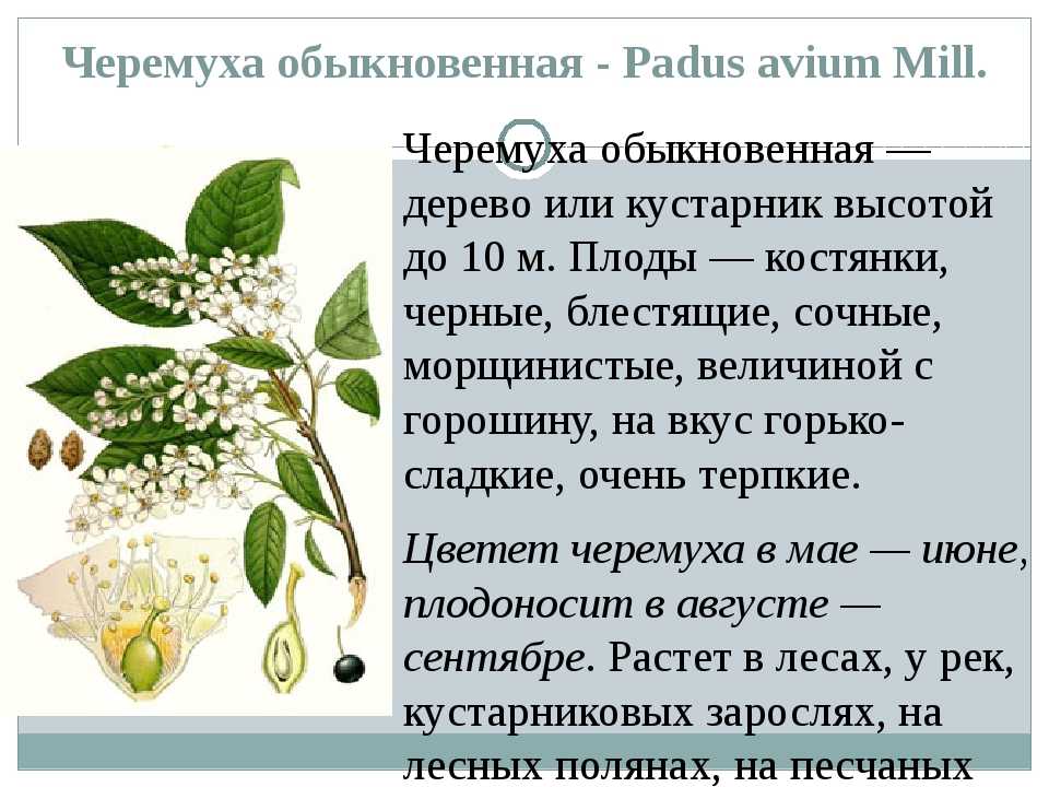 Черемуха обыкновенная - описание, польза ягоды, виды черемухи
