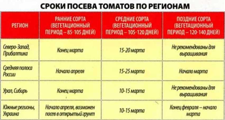 Помидоры: посадка и уход, как вырастить из семян в открытом грунте, фото