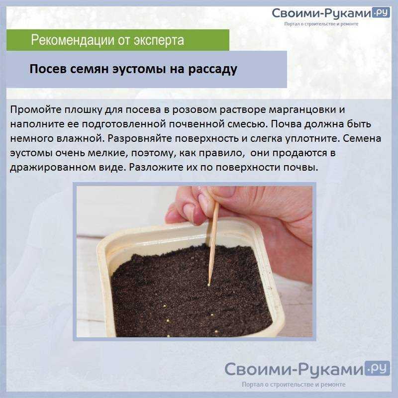 Что нужно знать о посадке герани в домашних условиях и в открытом грунте?