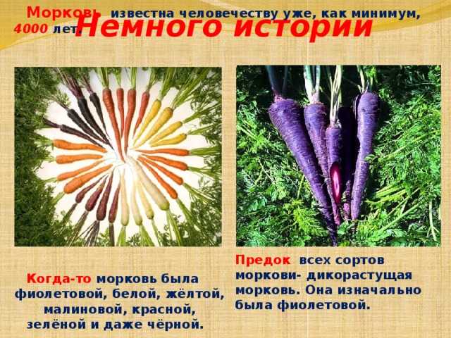 Что такое фиолетовая морковь и ее сорта?