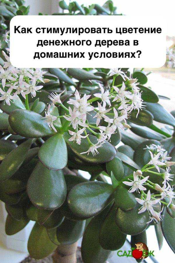 Пять способов стимулировать цветение денежного дерева