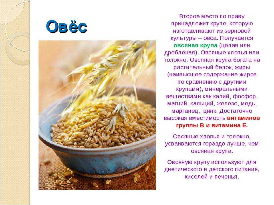 Сажаем овёс в качестве сидерата – когда сеять и скашивать