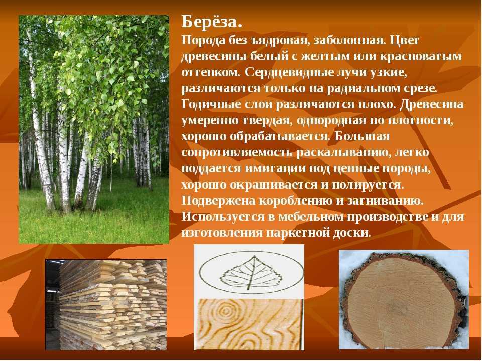 Благодаря дереву свойств. Породы древесины. Свойства древесины березы. Берёза (древесина). Береза характеристика древесины.