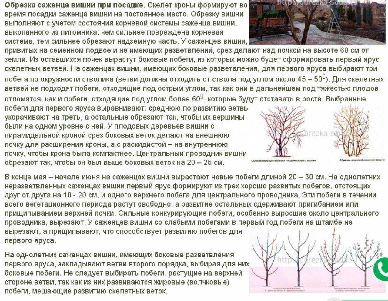 Уход за деревьями и кустарниками осенью: подкормка, обрезка, подготовка к зиме