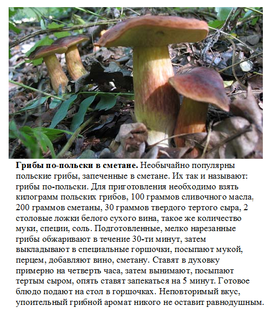 Польский гриб: описание, рецепты приготовления | food and health