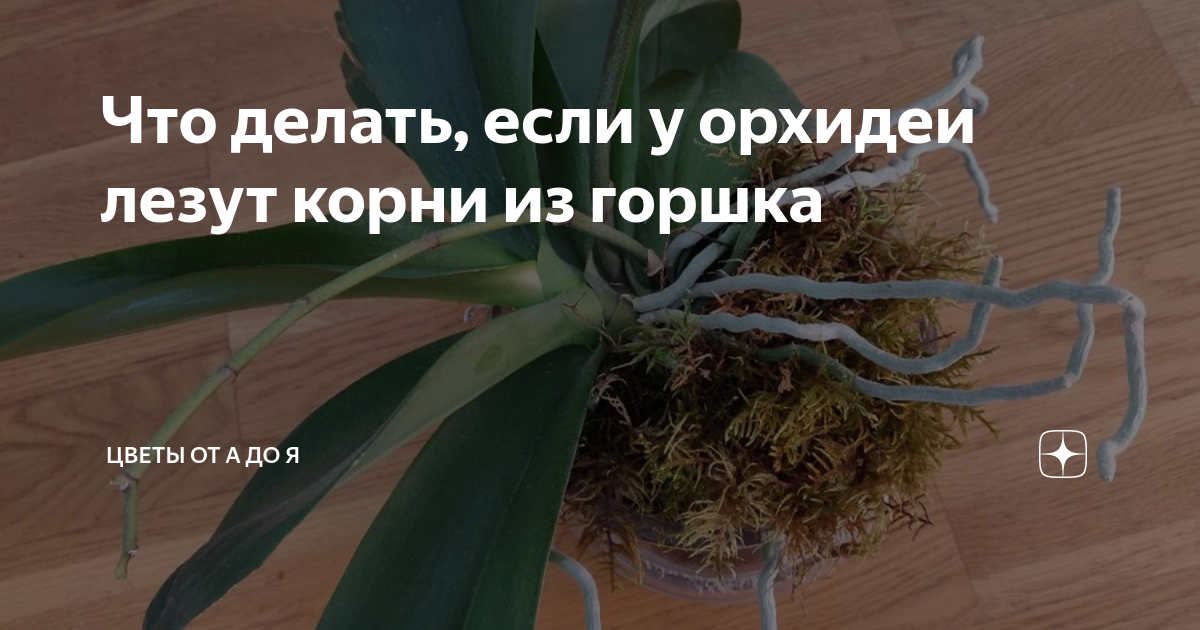Почему корни орхидеи вылазят из горшка и что делать?