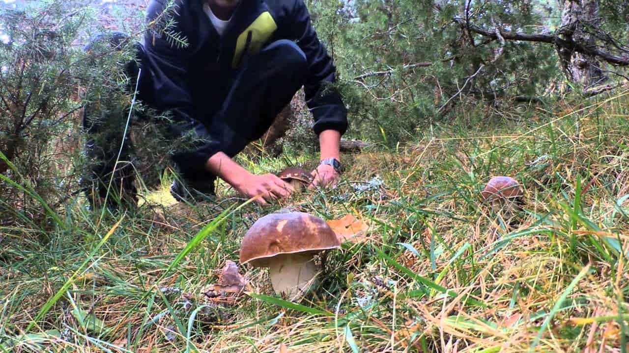 Через сколько дней появляются грибы после дождя и как быстро они растут (+19 фото)?