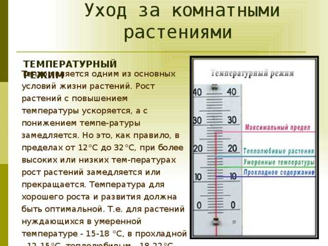Полив комнатных цветов: подробное руководство | клуб цветоводов