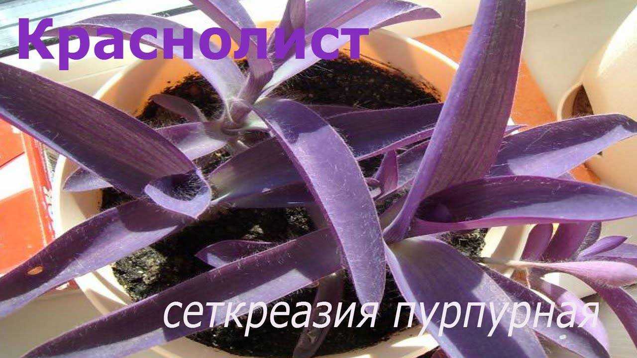 Сеткреазия пурпурная: фото, уход в домашних условиях, свойства