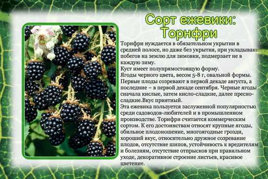 Ежевика польза и вред для здоровья, где и как растёт ягода