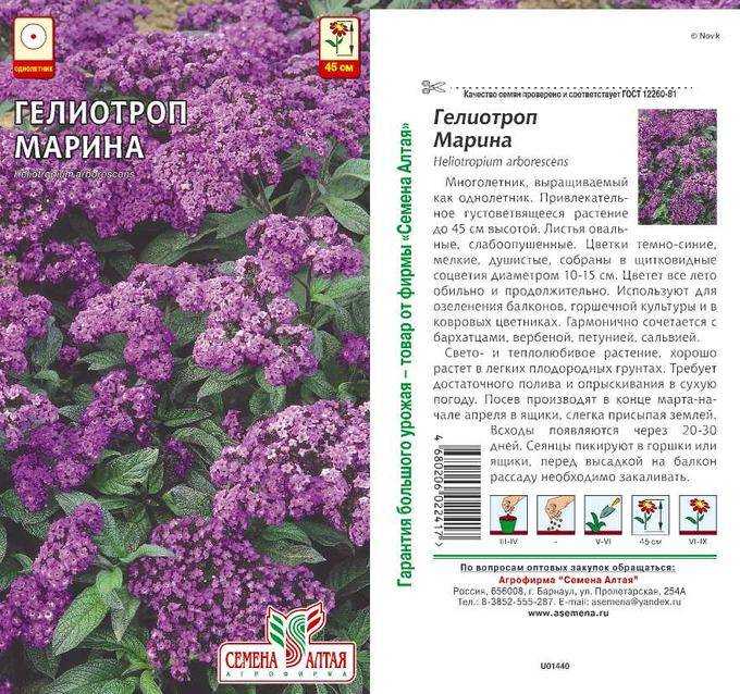 ᐉ цветок гелиотроп: выращивание из семян, фото, уход и посадка в открытый грунт, свойства - roza-zanoza.ru