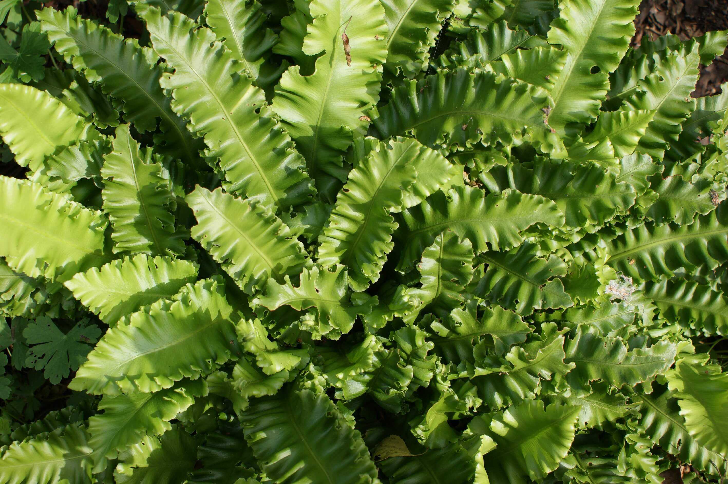 Асплениум (костенец) asplenium - виды, уход, проблемы выращивания, размножение