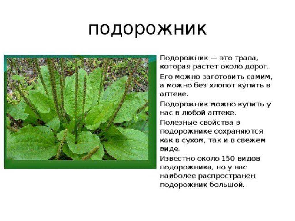 Подорожник - полезные свойства, состав и противопоказания (+8 фото)
